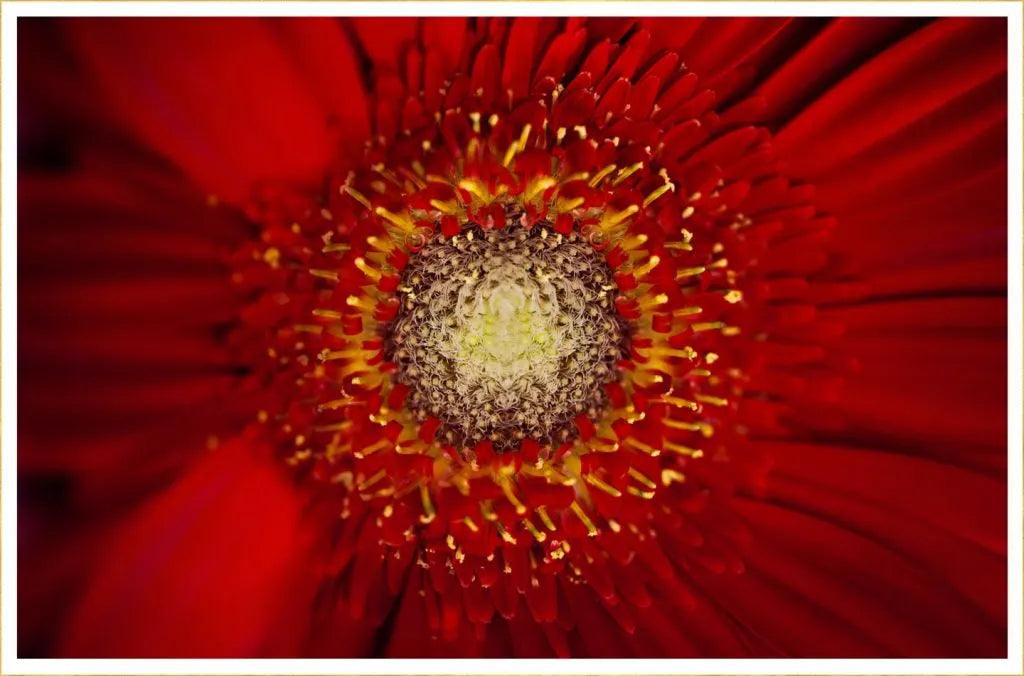 Red Flowers For All 4 Seasons