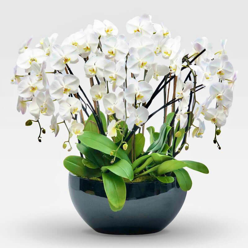 WHITE ORCHID 8-Stems