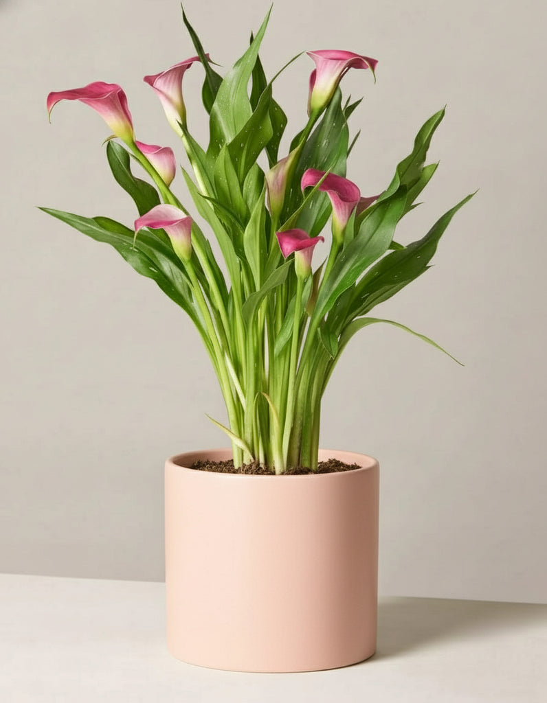 LIVE PLANT - CALLA LILY
