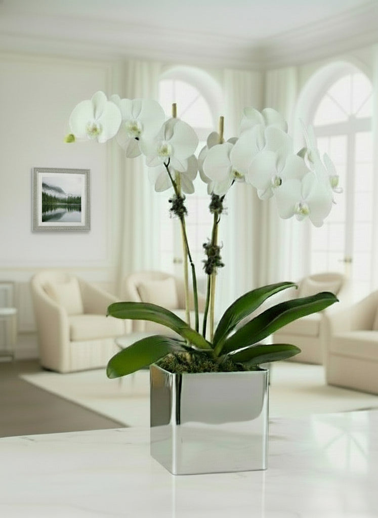 ELEGANT ORCHID