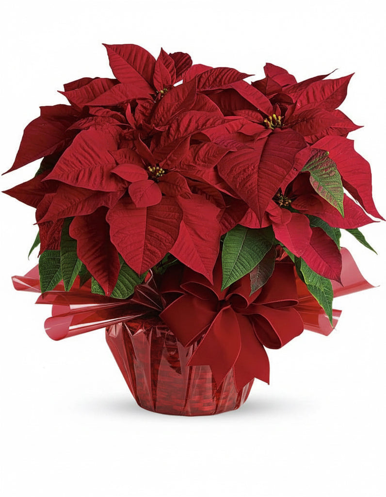 RED POINSETTIA
