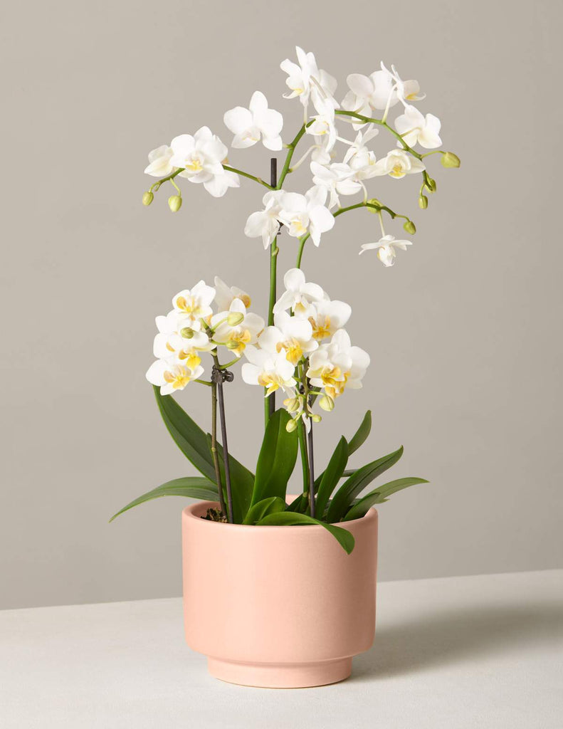 LIVE PLANT - WHITE ORCHID