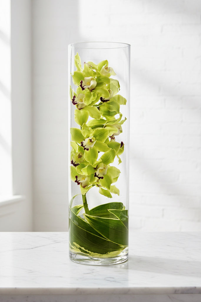 ZENSATIONAL CYMBIDIUM ORCHID